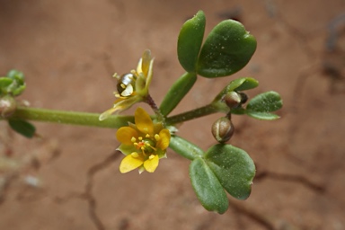 APII jpeg image of Roepera iodocarpa  © contact APII