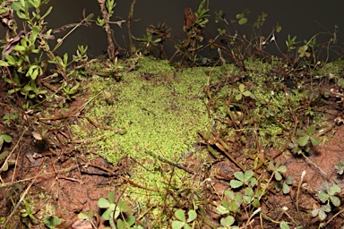 APII jpeg image of Riccia fluitans  © contact APII