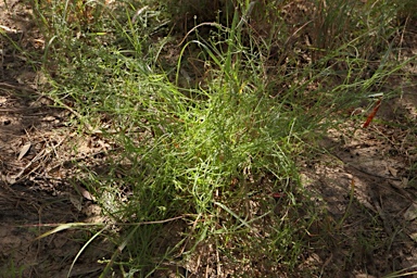 APII jpeg image of Asperula gemella  © contact APII