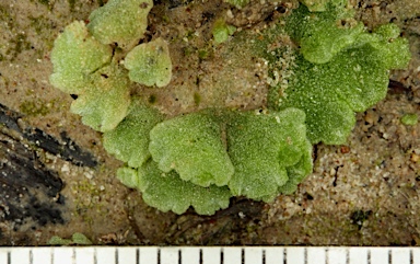 APII jpeg image of Riccia crystallina  © contact APII