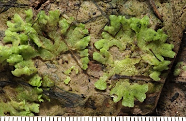 APII jpeg image of Riccia crystallina  © contact APII