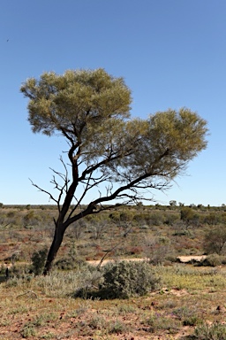 APII jpeg image of Acacia ammophila  © contact APII