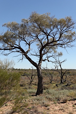 APII jpeg image of Acacia ammophila  © contact APII