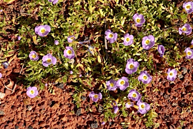 APII jpeg image of Elacholoma prostrata  © contact APII