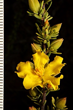 APII jpeg image of Hibbertia riparia  © contact APII