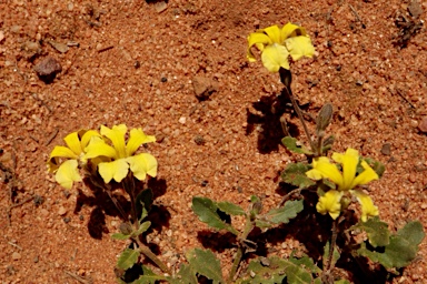 APII jpeg image of Goodenia cycloptera  © contact APII
