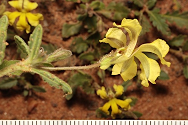 APII jpeg image of Goodenia cycloptera  © contact APII