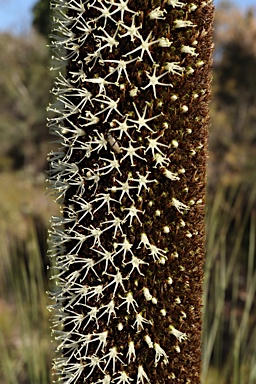APII jpeg image of Xanthorrhoea glauca subsp. angustifolia  © contact APII