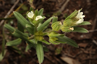 APII jpeg image of Buglossoides arvensis  © contact APII