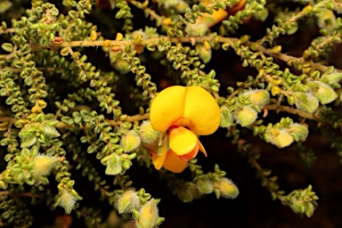 APII jpeg image of Pultenaea foliolosa  © contact APII