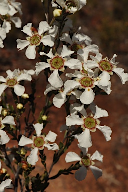 APII jpeg image of Gaudium parvifolium  © contact APII