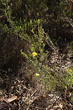 APII jpeg image of Hibbertia obtusifolia  © contact APII