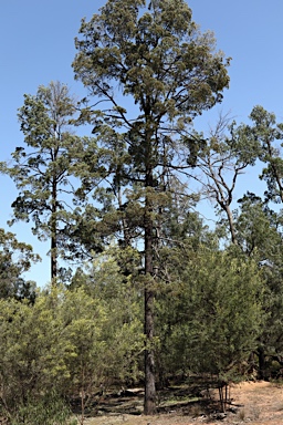 APII jpeg image of Callitris glaucophylla  © contact APII