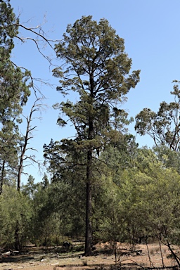 APII jpeg image of Callitris glaucophylla  © contact APII