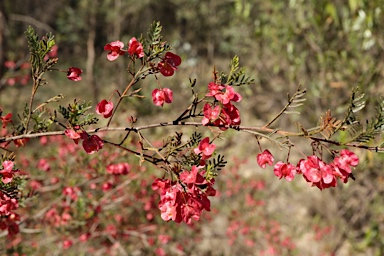 APII jpeg image of Dodonaea sinuolata subsp. sinuolata  © contact APII