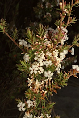 APII jpeg image of Leucopogon attenuatus  © contact APII