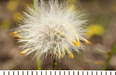 APII jpeg image of Senecio pinnatifolius var. pinnatifolius  © contact APII