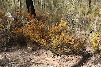 APII jpeg image of Pultenaea microphylla  © contact APII
