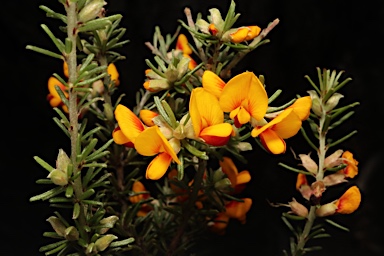 APII jpeg image of Pultenaea microphylla  © contact APII