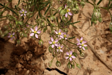 APII jpeg image of Spergularia diandra  © contact APII