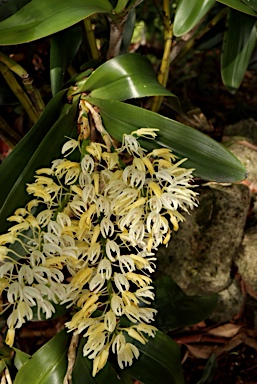 APII jpeg image of Dendrobium speciosum subsp. grandiflorum  © contact APII