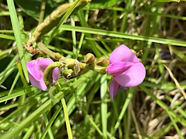 APII jpeg image of Canavalia rosea  © contact APII