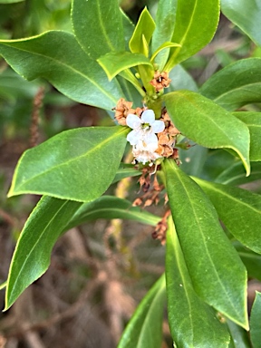 APII jpeg image of Myoporum insulare  © contact APII