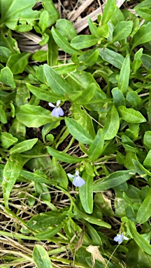 APII jpeg image of Lobelia anceps  © contact APII