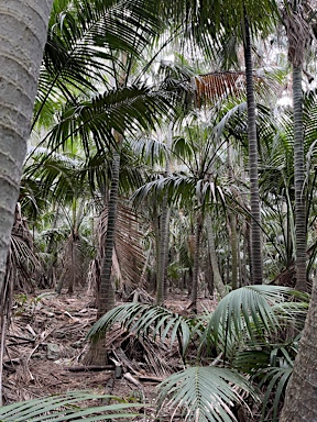 APII jpeg image of Howea forsteriana  © contact APII