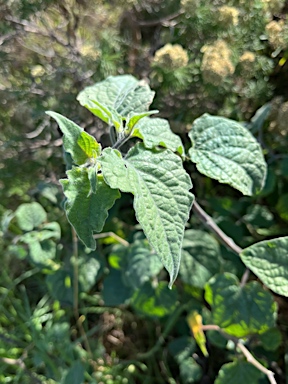 APII jpeg image of Physalis peruviana  © contact APII