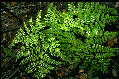 APII jpeg image of Adiantum formosum  © contact APII