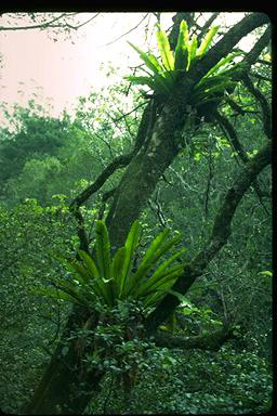 APII jpeg image of Asplenium australasicum  © contact APII