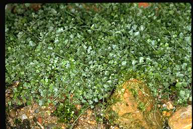 APII jpeg image of Asplenium flabellifolium  © contact APII