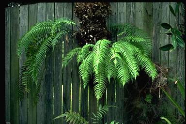 APII jpeg image of Asplenium polydon  © contact APII