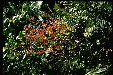 APII jpeg image of Blechnum cartilagineum  © contact APII