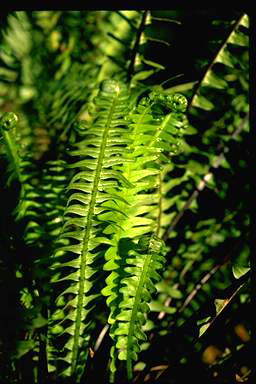 APII jpeg image of Blechnum nudum  © contact APII