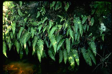 APII jpeg image of Blechnum vulcanicum  © contact APII