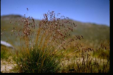 APII jpeg image of Poa costiniana  © contact APII