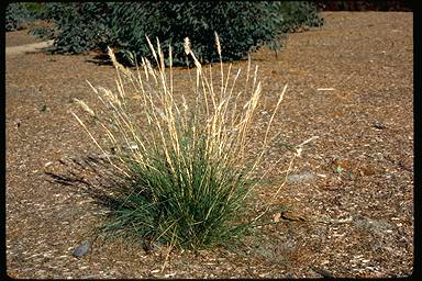 APII jpeg image of Rytidosperma fulvum  © contact APII