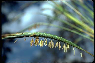 APII jpeg image of Heteropogon triticeus  © contact APII