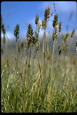 APII jpeg image of Agropyron velutinum  © contact APII