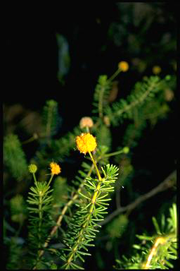 APII jpeg image of Acacia spondylophylla  © contact APII