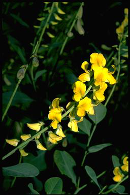 APII jpeg image of Crotalaria crassipes  © contact APII