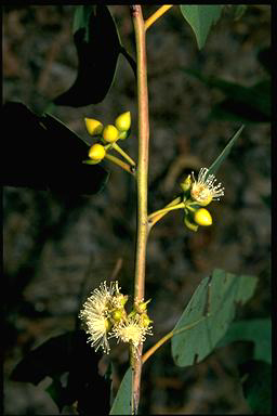 APII jpeg image of Eucalyptus alba  © contact APII