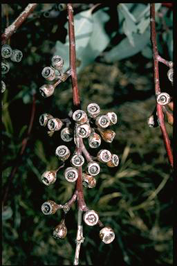 APII jpeg image of Eucalyptus microtheca  © contact APII