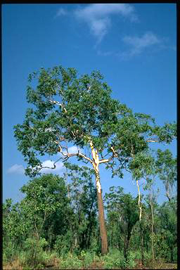 APII jpeg image of Eucalyptus miniata  © contact APII