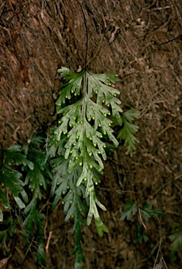 APII jpeg image of Hymenophyllum flabellatum  © contact APII