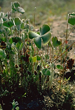 APII jpeg image of Marsilea drummondii  © contact APII