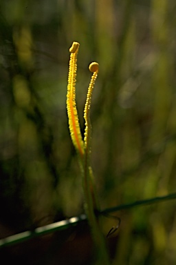 APII jpeg image of Platyzoma microphyllum  © contact APII