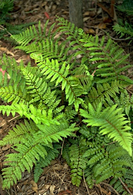 APII jpeg image of Polystichum formosum  © contact APII